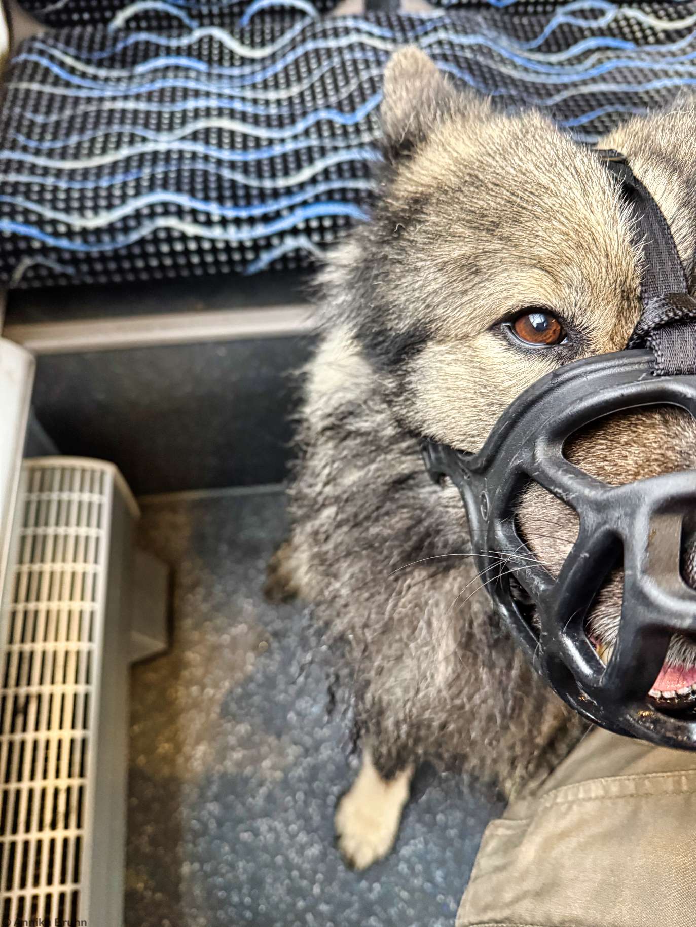 Q in der Bahn mit Maulkorb